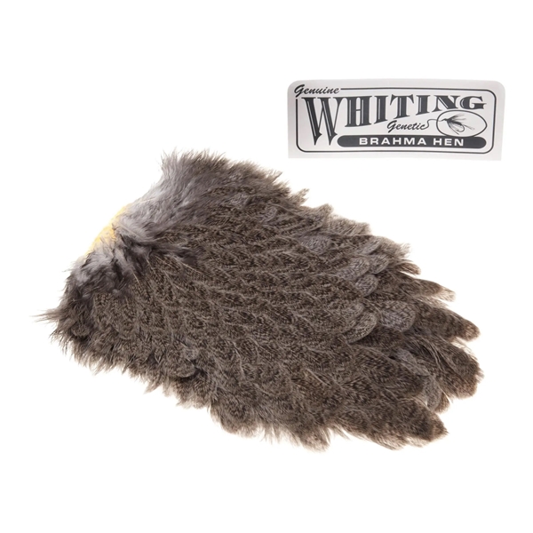 whiting-brahma-saddle