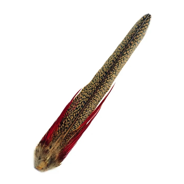 golden pheasant tail